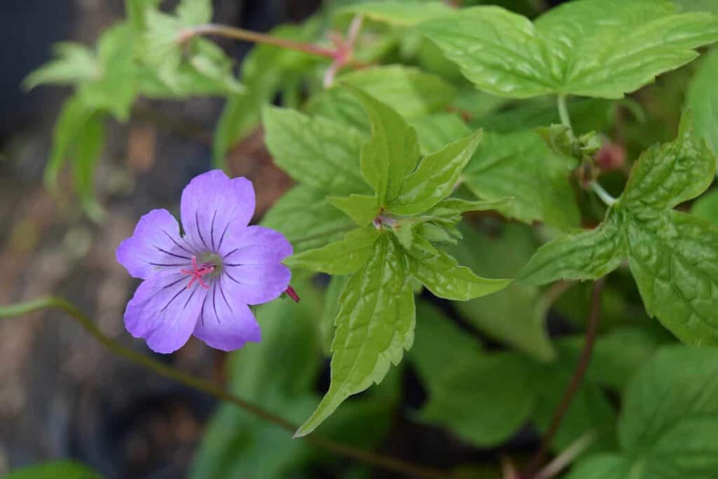 Geranium nodosum ---